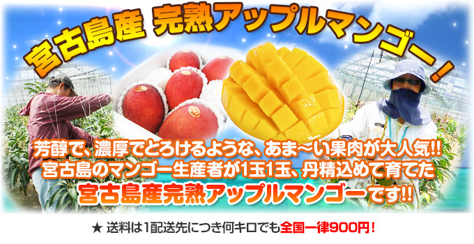 宮古島の生産者が丹精込めて育てたお勧めのマンゴー！