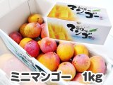 ミニマンゴー 1キロ  