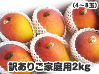 ご家庭用マンゴー ２キロ
