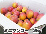 ミニマンゴー ２キロ