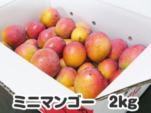 画像1: ミニマンゴー ２キロ