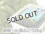 宮古島産（生)茎つき海ぶどう ２キロ（250ｇ×８パック）タレ付き