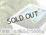 宮古島産 (生)茎つき海ぶどう ５００ｇ （250ｇ×２パック） タレ付き