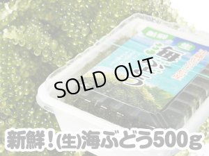 画像1: 宮古島産 (生)茎つき海ぶどう ５００ｇ （250ｇ×２パック） タレ付き