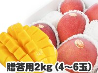 贈答用マンゴー ２キロ