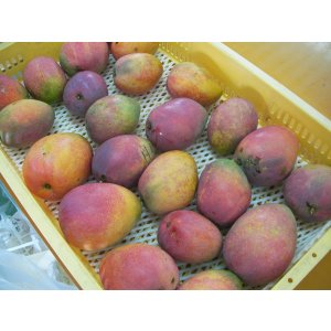 画像: 加工用マンゴー 4.5キロ