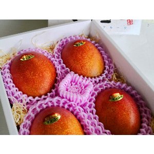 画像: 化粧箱入　マンゴー ４玉（1.4キロ前後)