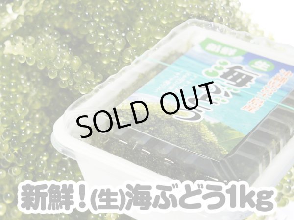 海ぶどうなら宮古島特産品組合へ｜海ぶどうを活きたままお届け