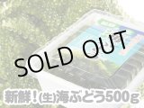 画像: 宮古島産 (生)茎つき海ぶどう ５００ｇ （250ｇ×２パック） タレ付き